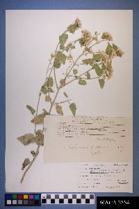 Ageratina herbacea image